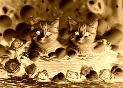 Sepia + Negatyw