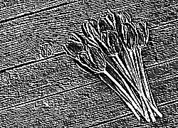 Skamielina