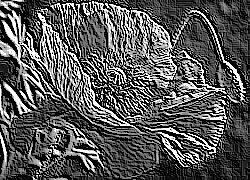 Skamielina
