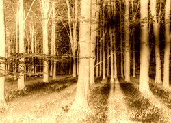 Sepia + Negatyw