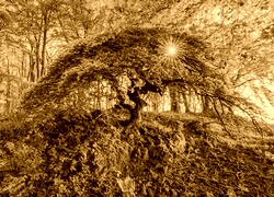 Sepia