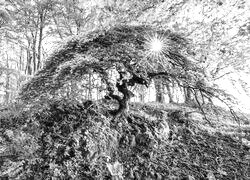 Szary + Sepia
