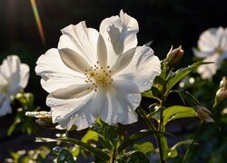 Oryginalny obrazek