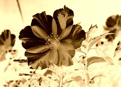 Sepia + Negatyw