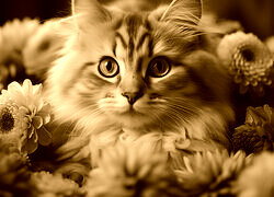 Sepia