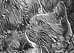 Skamielina