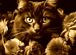 Sepia