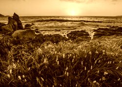 Sepia