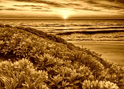 Sepia