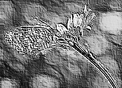 Skamielina