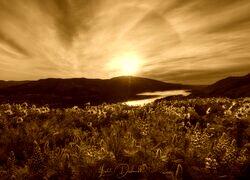 Sepia