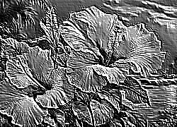 Skamielina