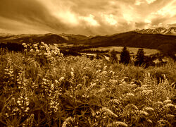 Sepia