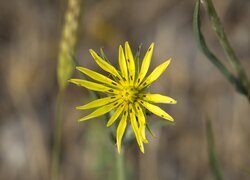 Oryginalny obrazek
