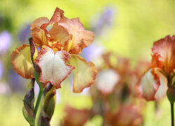 Oryginalny obrazek