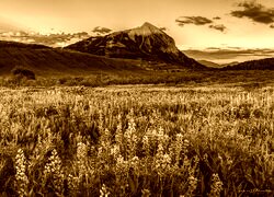 Sepia