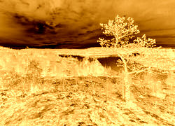 Sepia + Negatyw