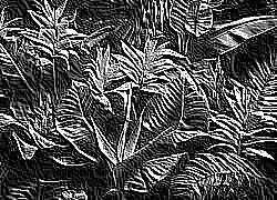 Skamielina