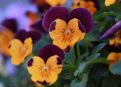 Oryginalny obrazek