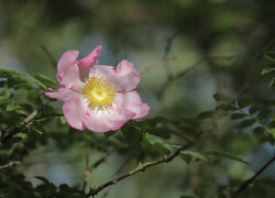 Oryginalny obrazek