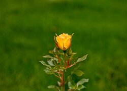 Oryginalny obrazek