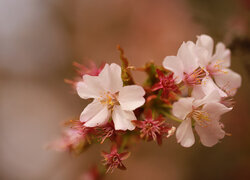 Oryginalny obrazek