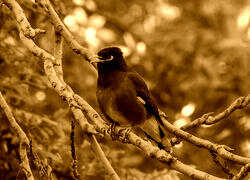 Sepia