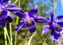 Oryginalny obrazek