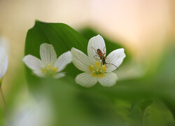 Oryginalny obrazek