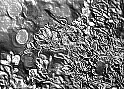 Skamielina