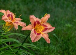 Oryginalny obrazek