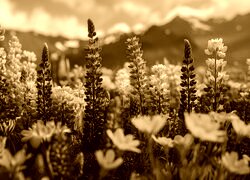 Sepia