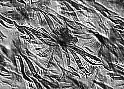 Skamielina