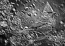 Skamielina