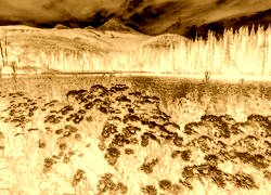 Sepia + Negatyw