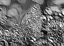Skamielina