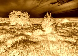Sepia + Negatyw