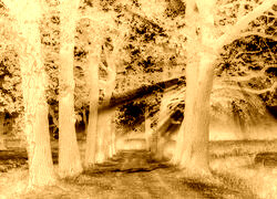 Sepia + Negatyw