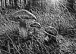 Skamielina