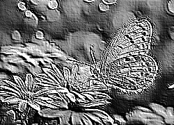 Skamielina