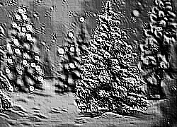 Skamielina