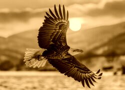 Sepia