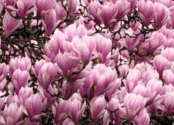 Oryginalny obrazek