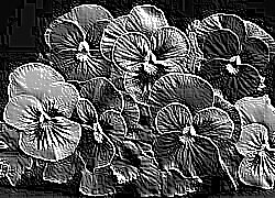 Skamielina
