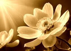 Sepia