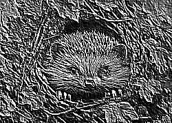 Skamielina