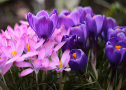 Oryginalny obrazek
