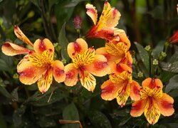 Oryginalny obrazek
