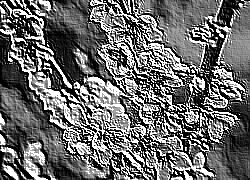 Skamielina