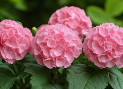 Oryginalny obrazek